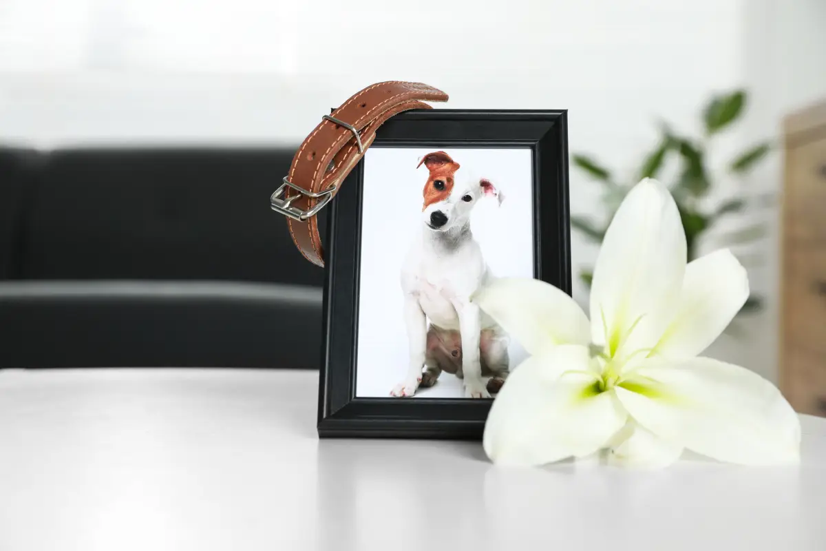 Más humanos que nunca: así son los servicios funerarios para mascotas