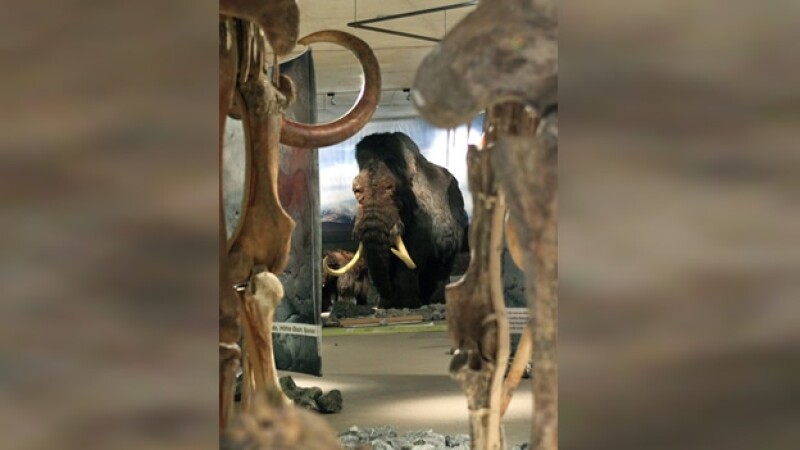 mamut a escala real reconstruido