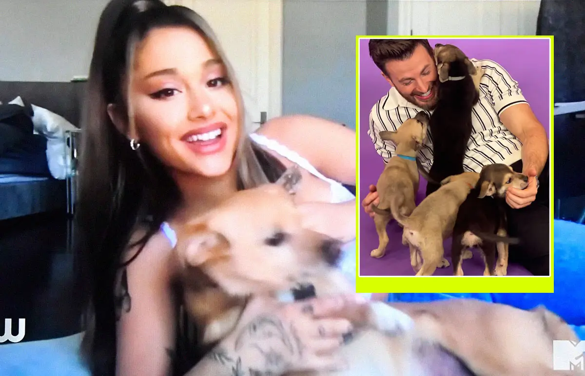 celebs-perritos.jpg