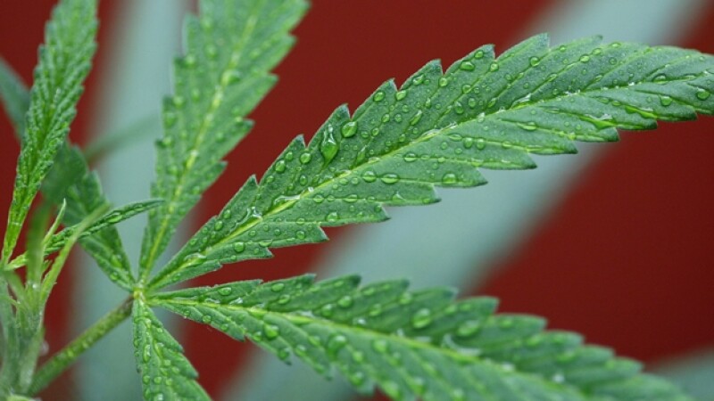 planta marihuana