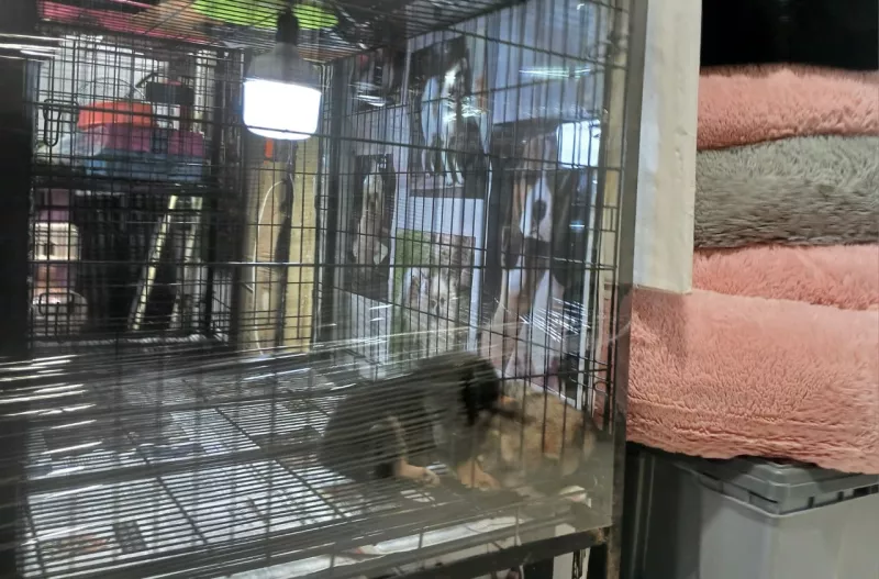 mercado sonora venta animales 2.jpeg