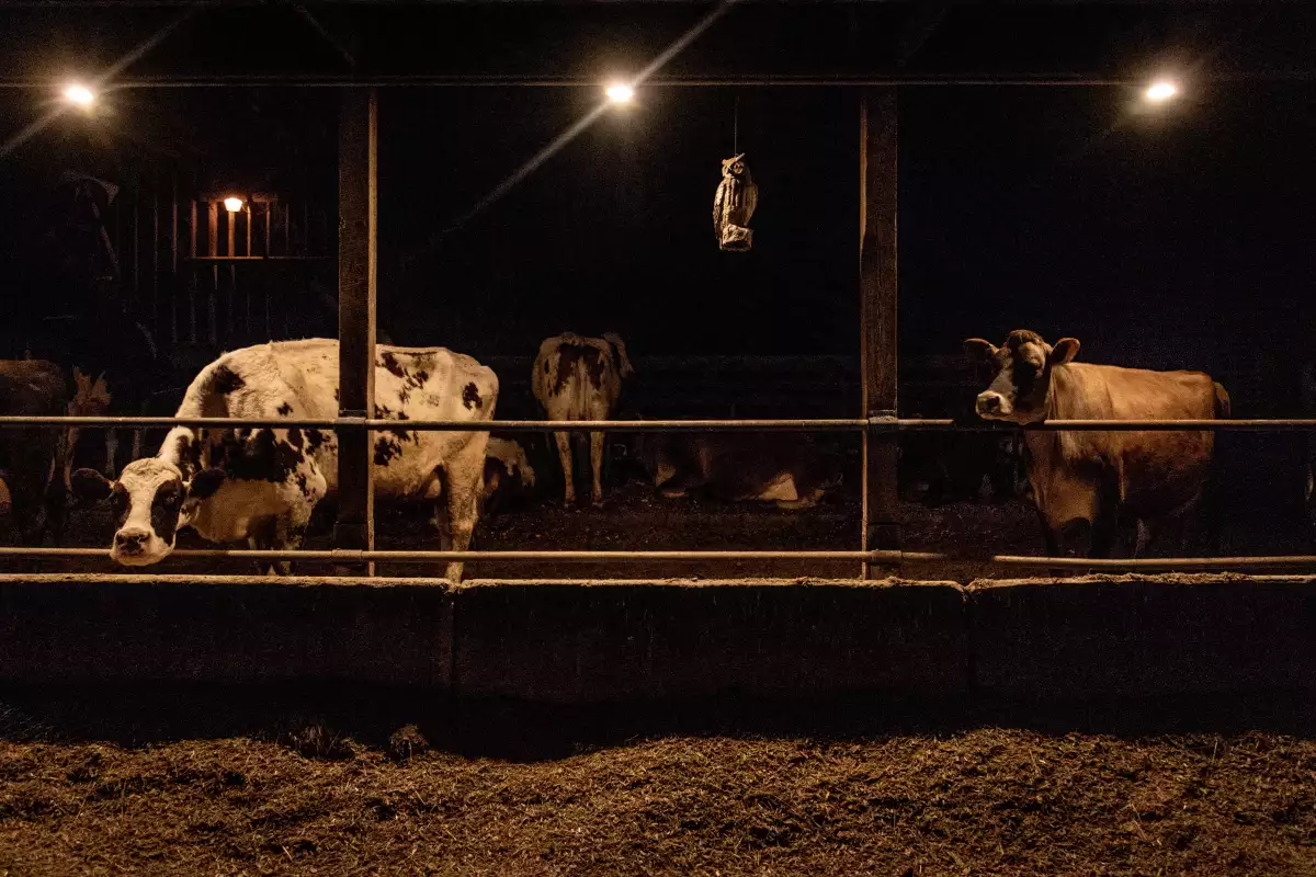 Las vacas lecheras se ven en sus puestos antes de su ordeño diario en la granja lechera EMMA Acres, en Exeter, Rhode Island, EE. UU., el 7 de abril de 2018.