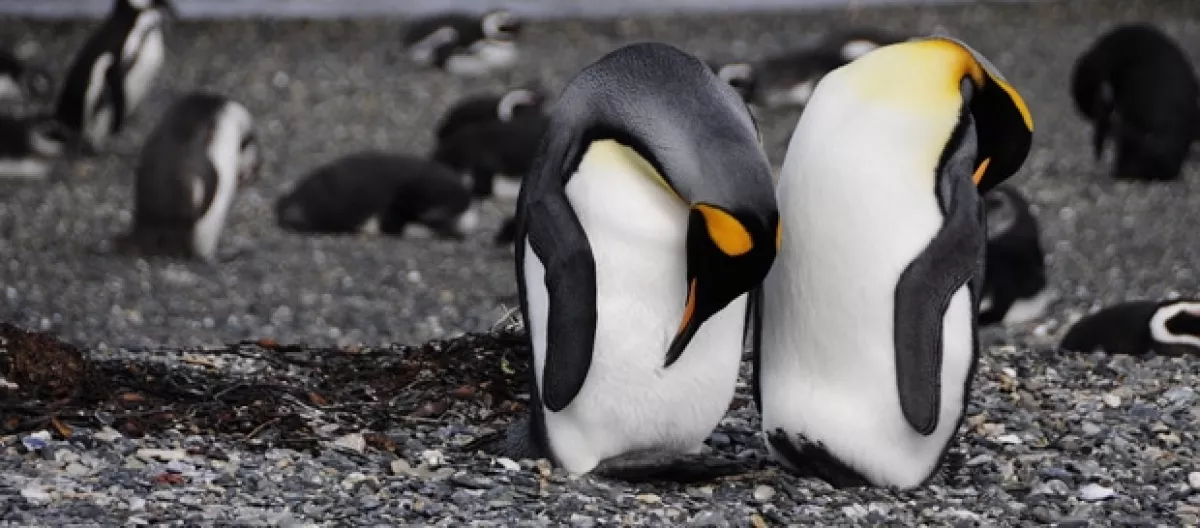 Ver pingüinos en su habita natural es de los espectáculos más bellos.