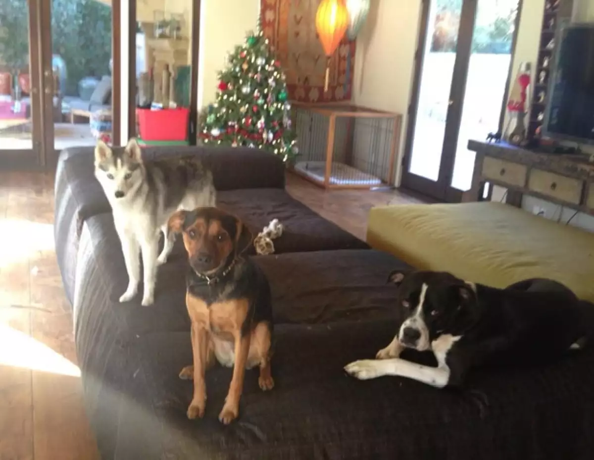 La estrella amante de los perros le dio la bienvenida a su canina familia a una nueva integrante: una chihuahua cachorro a la que nombró `Bean´.