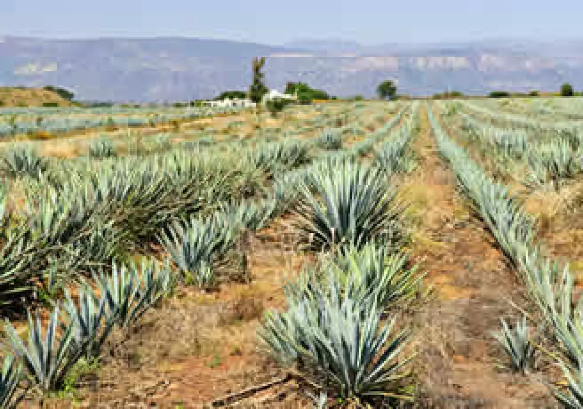 José Cuervo controla cerca del 29% del mercado global de tequila. (Foto: Photos to Go)