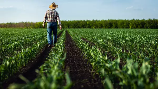 Rear,View,Of,Senior,Farmer,Walking,In,Corn,Field,Examining
