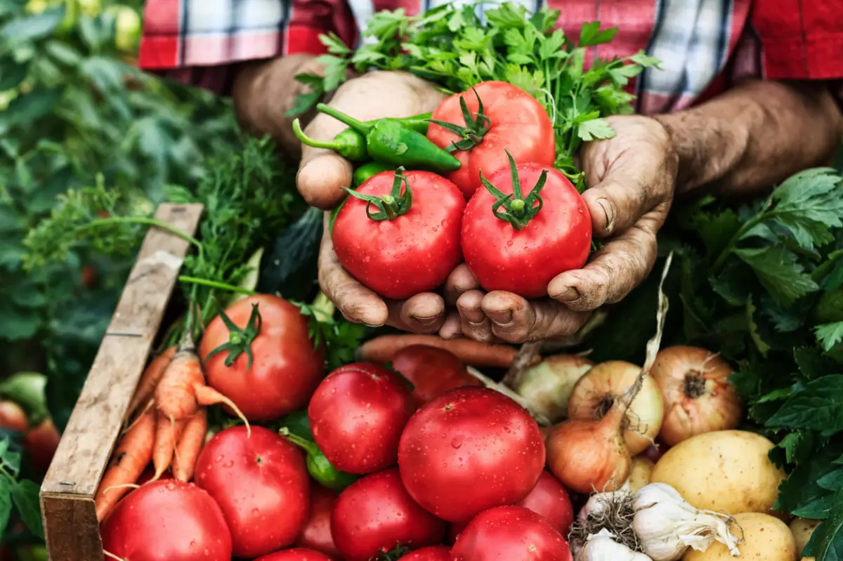 Hands holding tomato harvest-close up