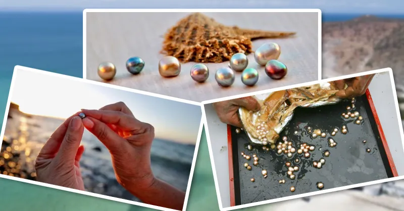 Collage de perlas cultivadas en Baja California Sur.
