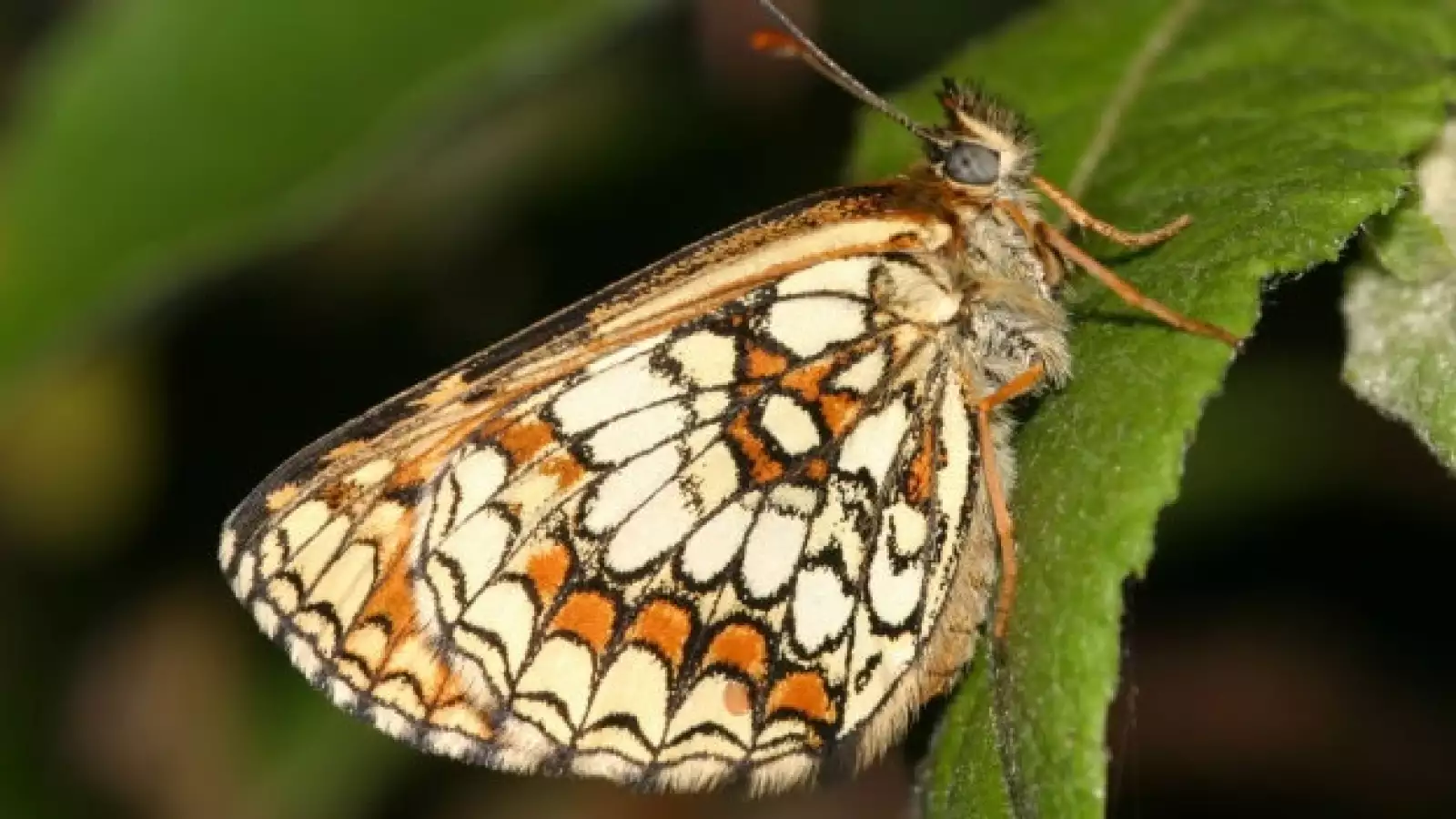 mariposas conservación 02