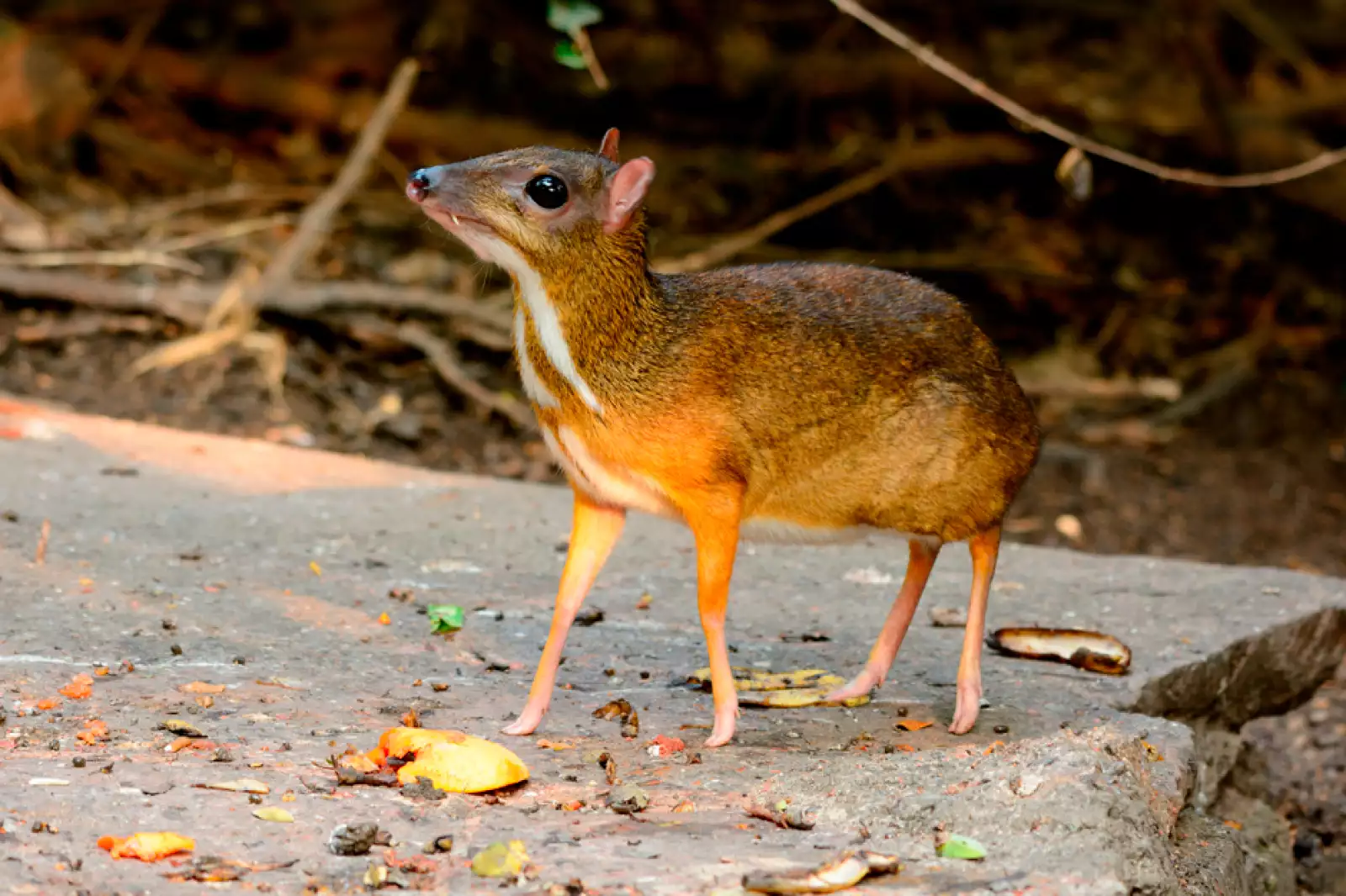 animales-endemicos-mexico-raton