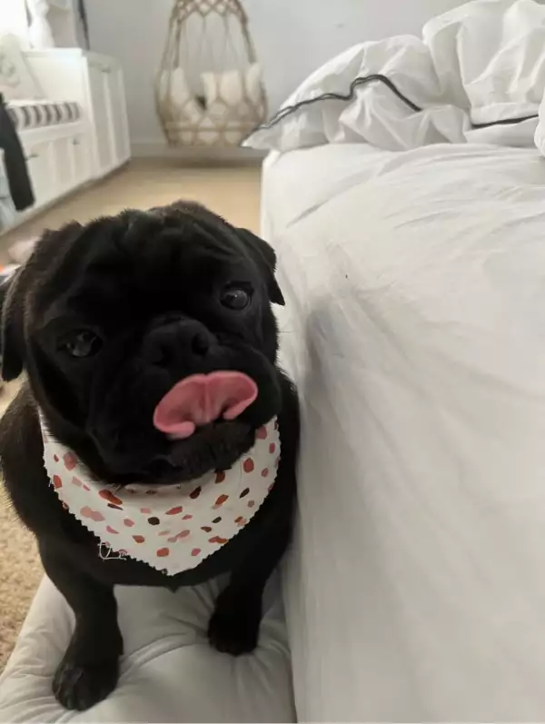 Chancho, el perrito de la familia Aguilar