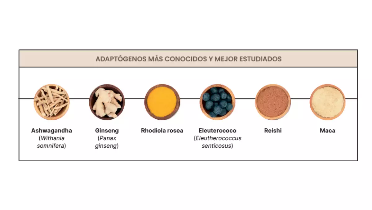 Tipos de adaptógenos y más conocidos
