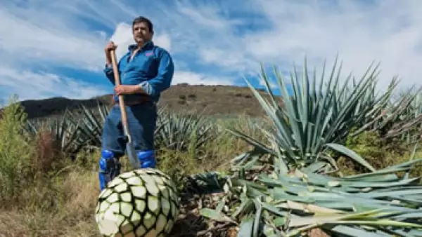 El jimador Don Pedro Chávez lleva 20 años trabajando en Don Julio (Foto: Ana Blumenkron)