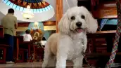 En primer plano un cachorro de color beige de raza maltipoo, con una correa de paseo en un restaurante. 