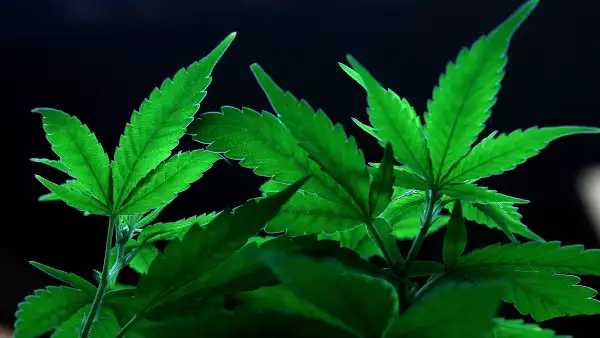 Marihuana