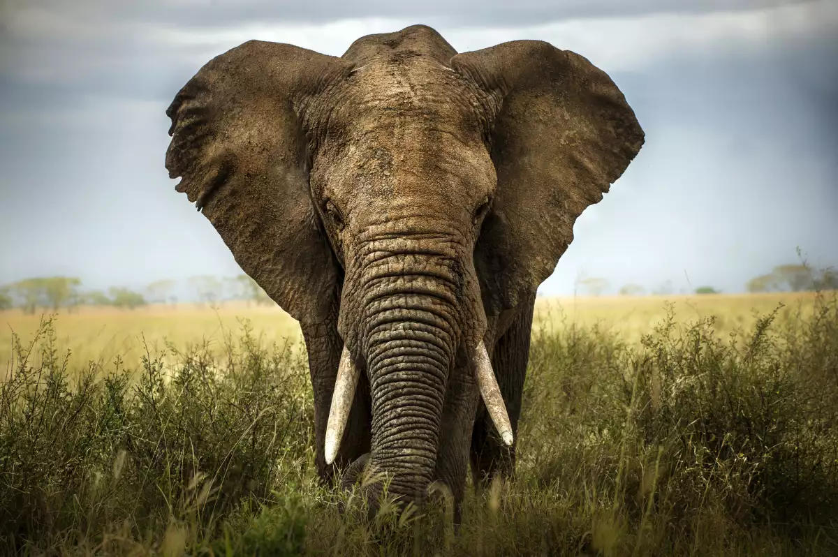 descubren-colmillo-elefante