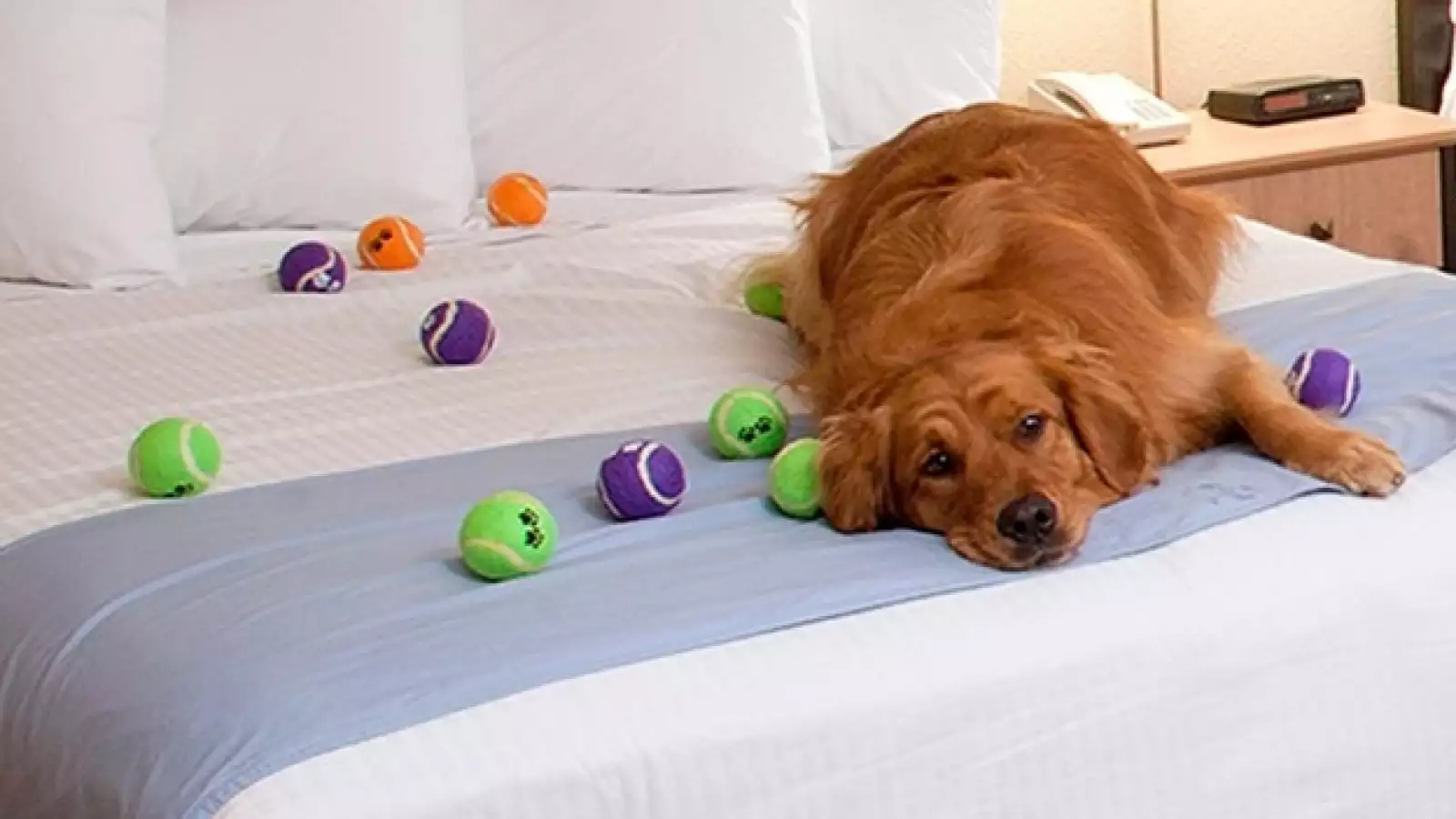 Best Western hotel perros