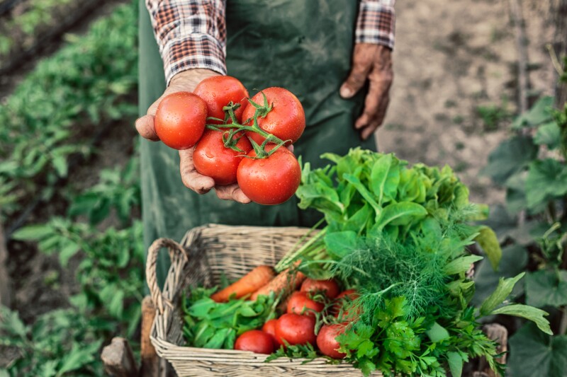 Campos de tomate
