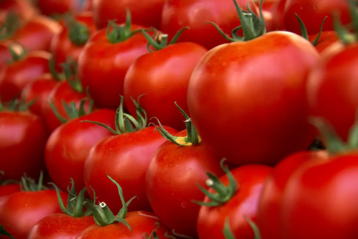 Campos de tomate (arancel
