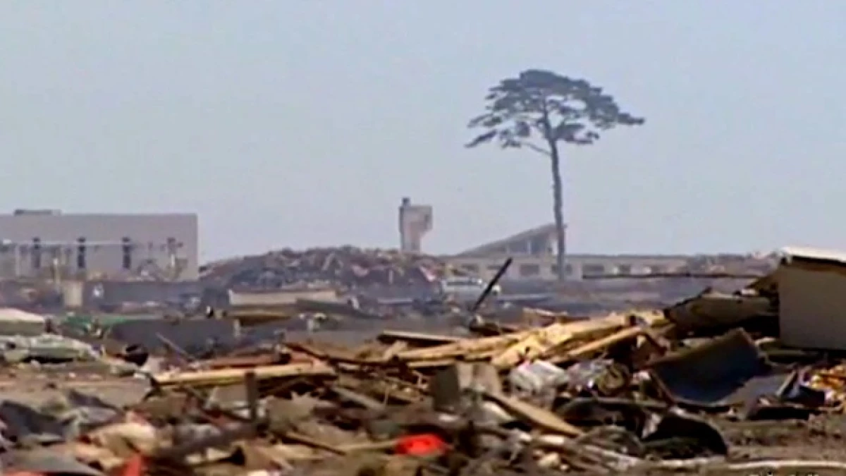 un pino en japon da esperanza a un pueblo