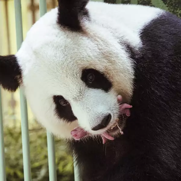 Beauval Zoo: the panda twins are born