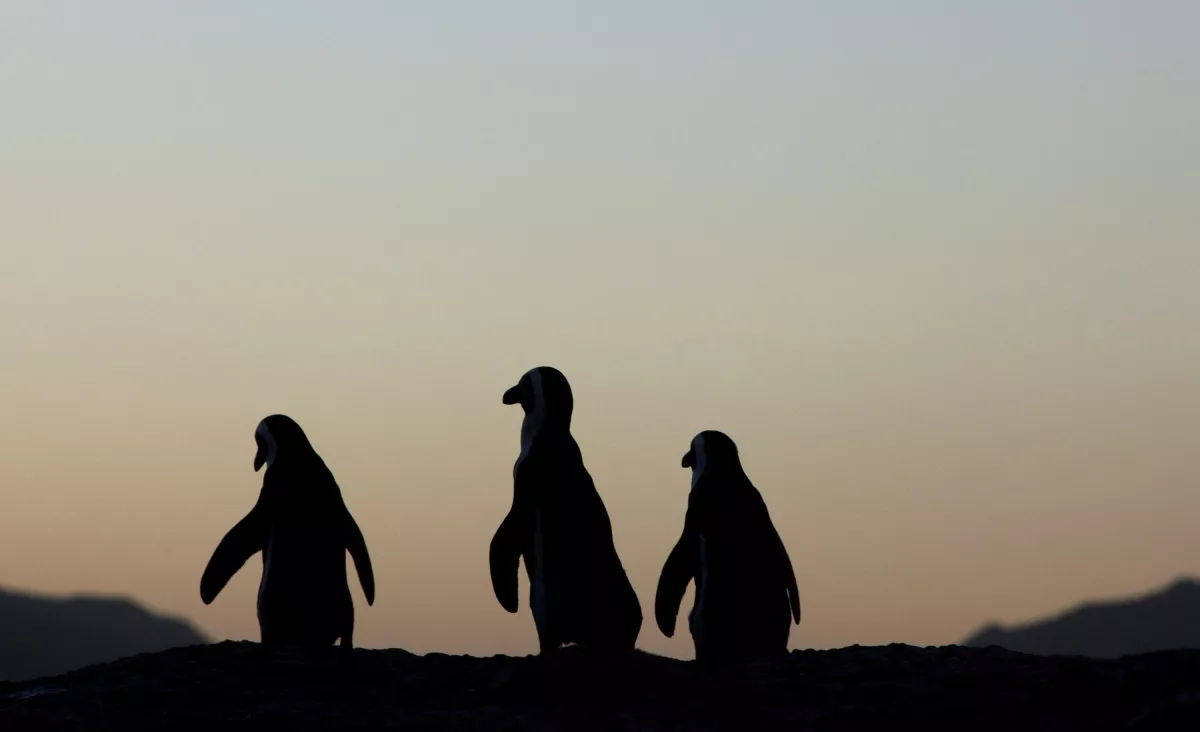 Boulder Beach Penguins Draw Tourists In South Africa