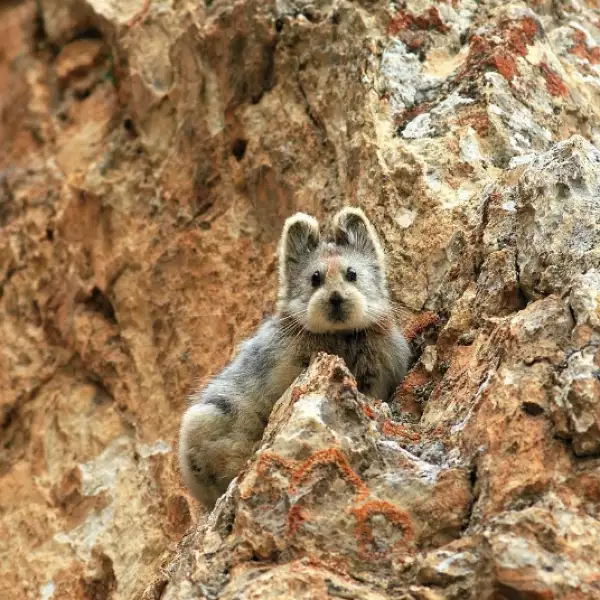 pika en extinción 5