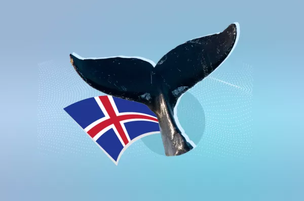 islandia-ballenas-2024