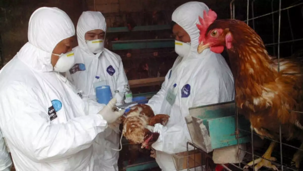 Unos trabajadores de emergencia vacunan unos pollos contra la gripe aviar en una granja en la provincia de Shaanxi, al noroeste de China