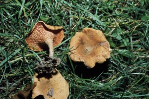 Reishi