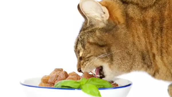Comida para gato