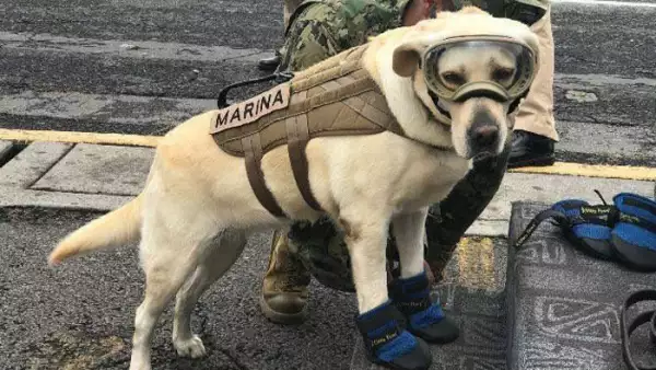 Frida, perro rescatista