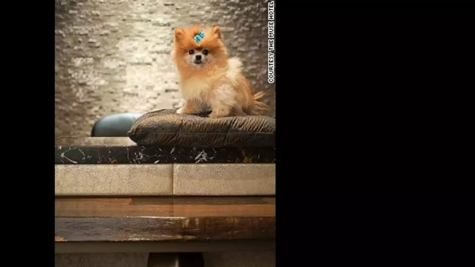 The Muse Hotel perros vacaciones