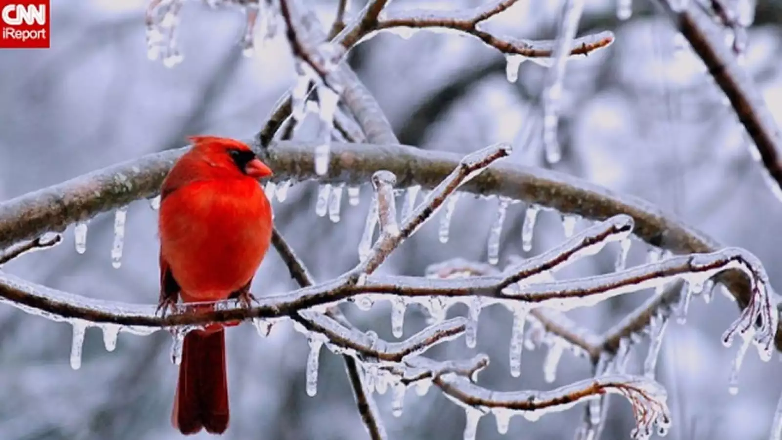 fotografias nieve hielo