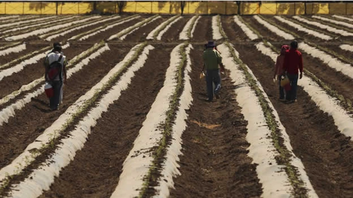 Campos de Sinaloa