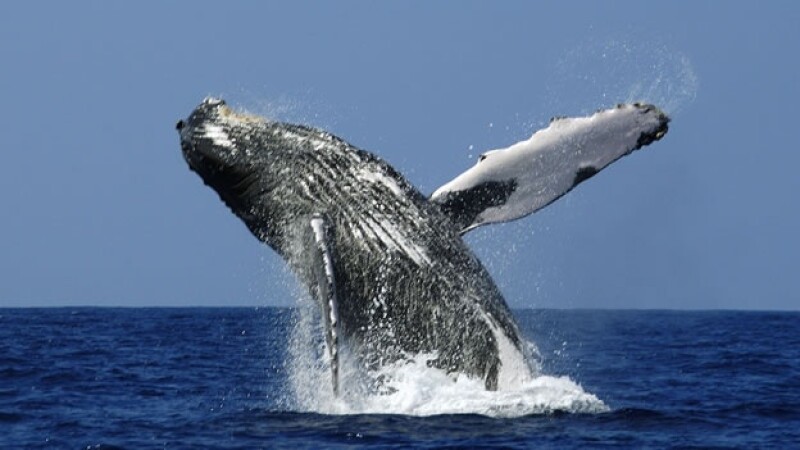 ballena migraciones animales especies