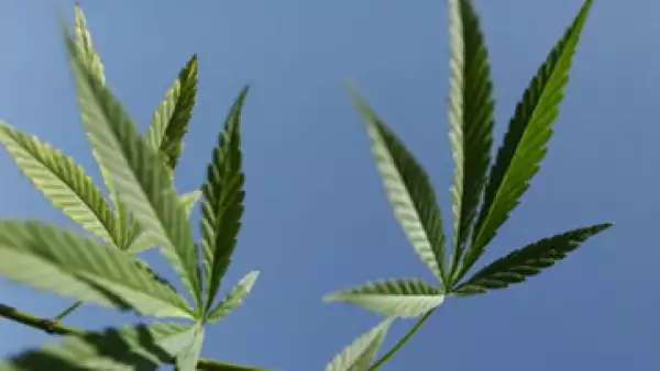 La tecnología podría ayudar a evitar moho y producir más con la misma planta. (Foto: Getty Images)