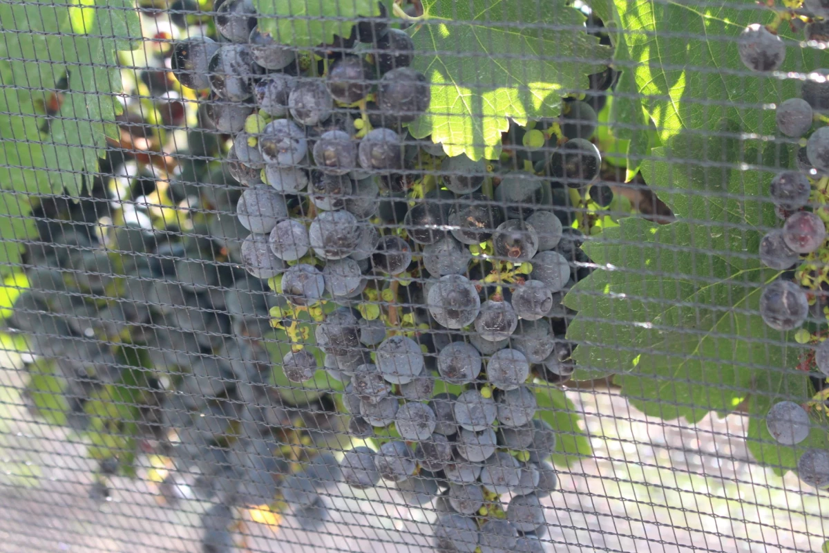 vino_terco_qro.jpg