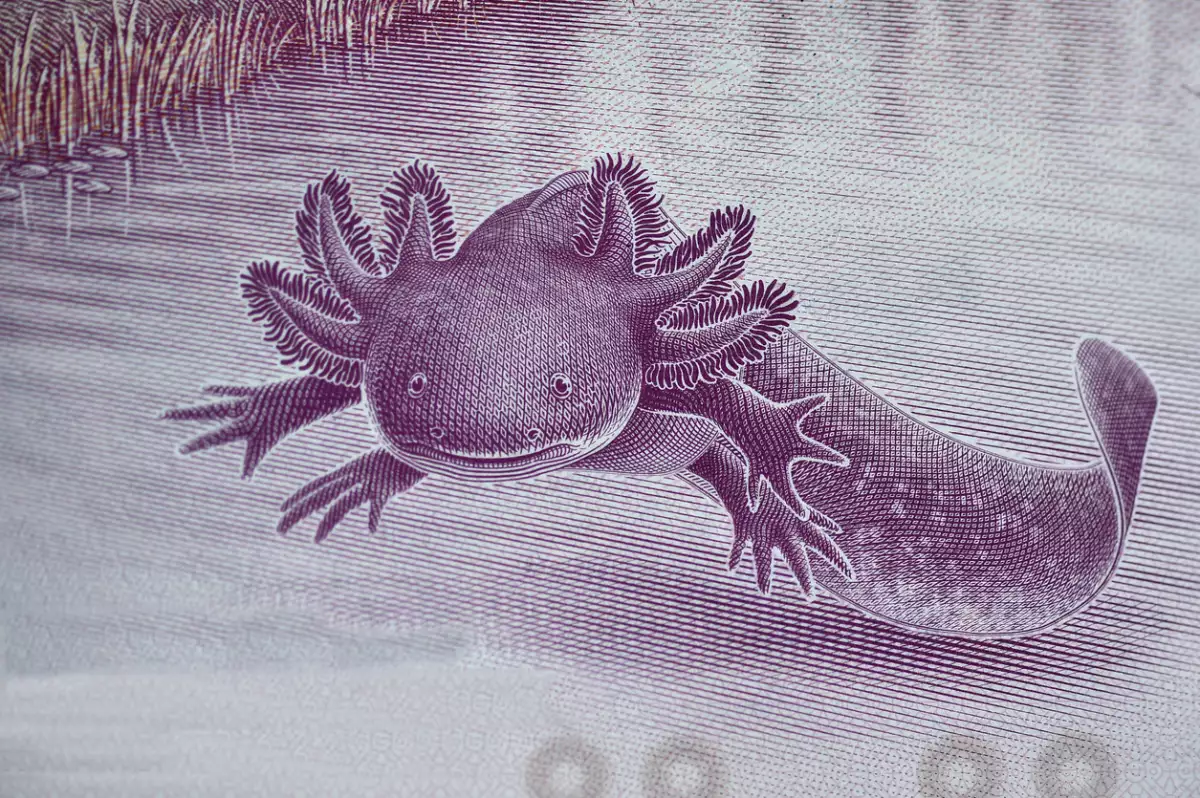 La "gordita" que conquistó un billete y ahora lucha por su especie