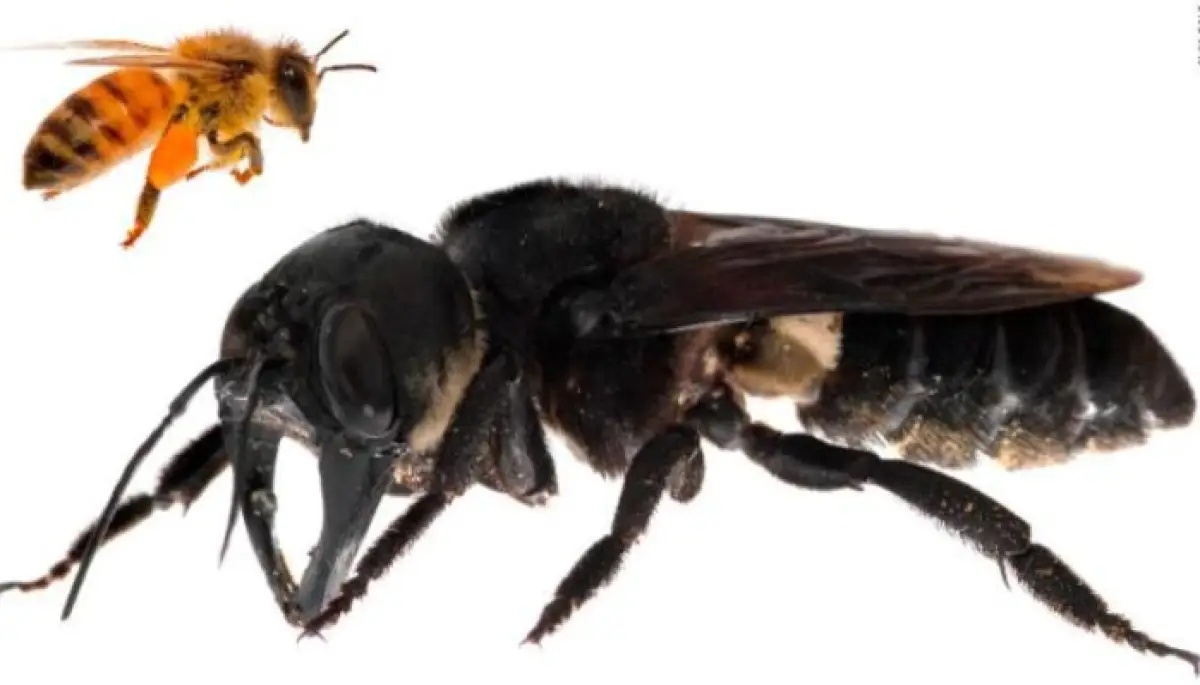 Abeja