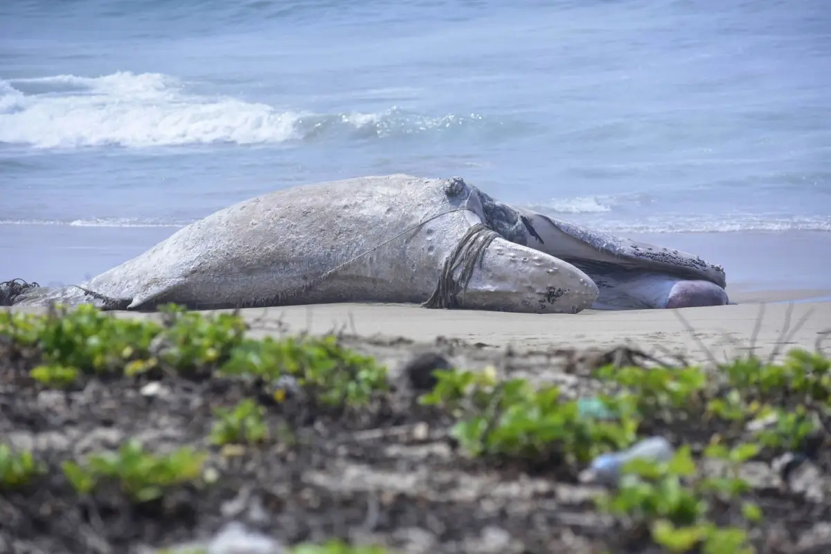 ballenas o gas