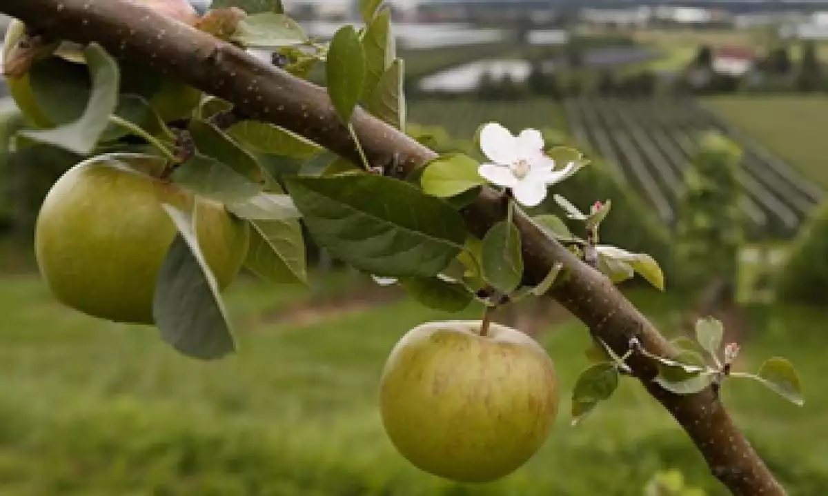 manzanas eu