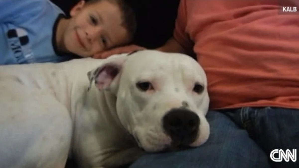 Zeus pit bull en peligro por ley en EU