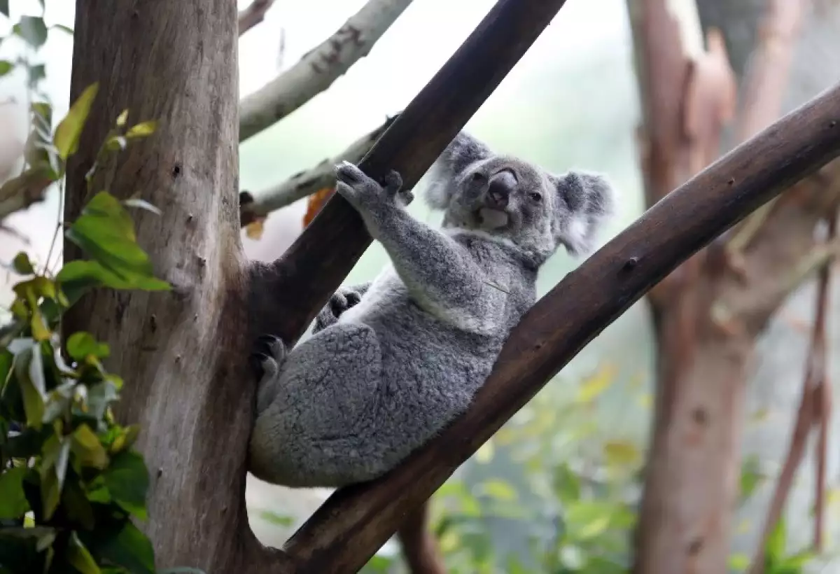 Koalas