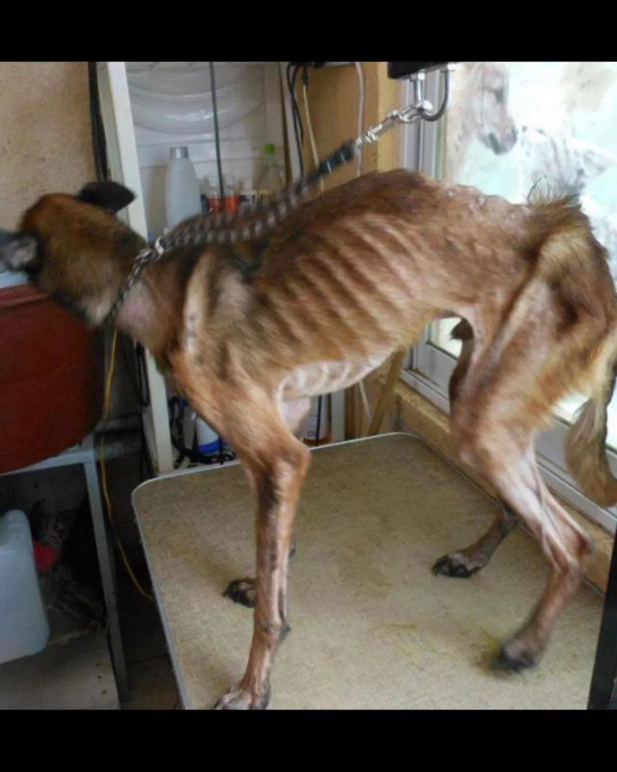 federica-quijano-perro