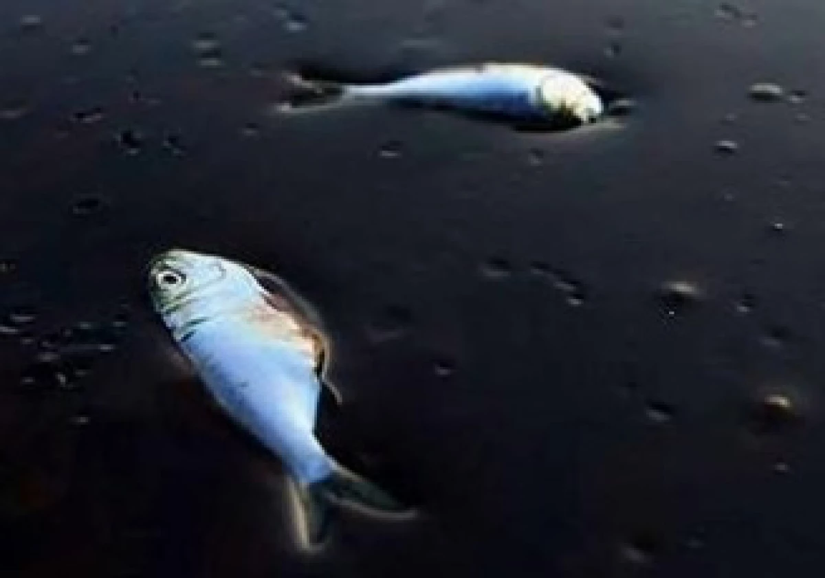 El accidente de BP en el Golfo había sido antecedido por una explosión que la empresa ocultó. (Foto: Reuters)