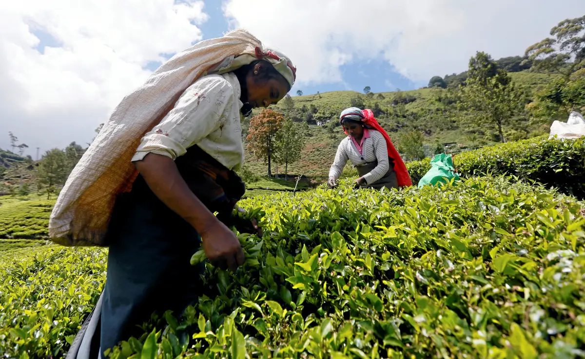 Trabajadores de una plantación de té en Nuwara Eliya, Sri Lanka, cosechan las hojas de té. 