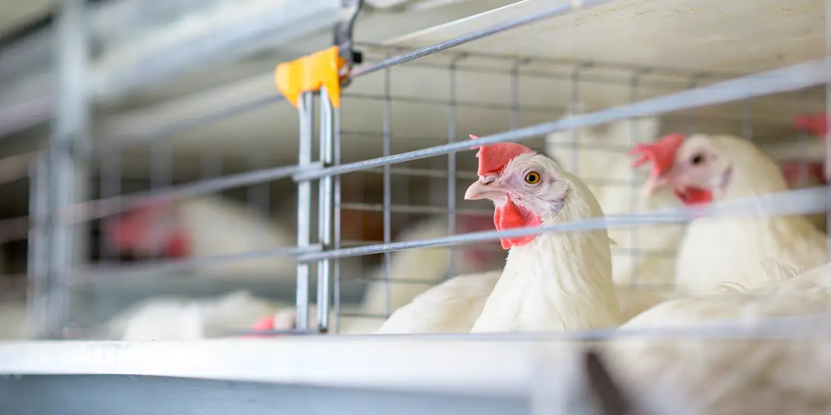 Primera muerte por gripe aviar H5N2 en humanos ocurre en México, confirma la OMS