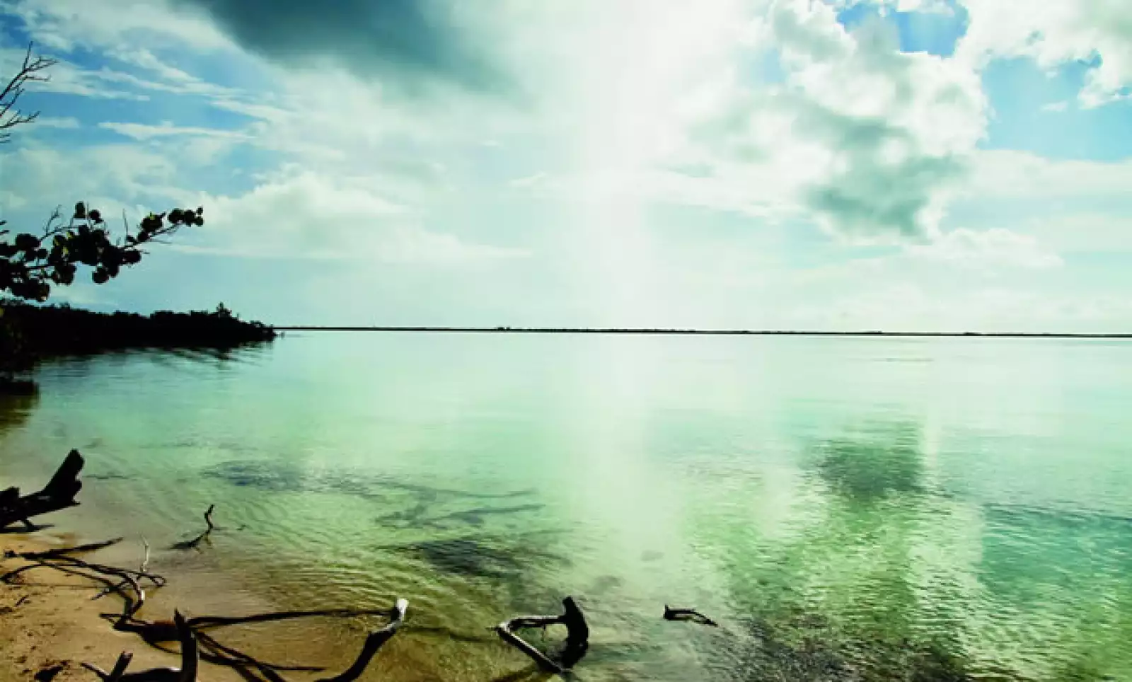 Los manglares son críticos para la supervivencia de especies en la reserva: filtran agua contaminada y sedimento atrapado, protegiendo al arrecife de coral.