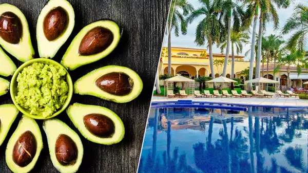 Aguacate